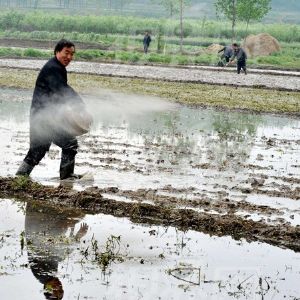 農民種什么?昔日圍著補貼轉 今天訂單說了算